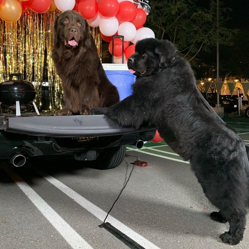 Giant Newfoundland dogs and their young owners travel the country