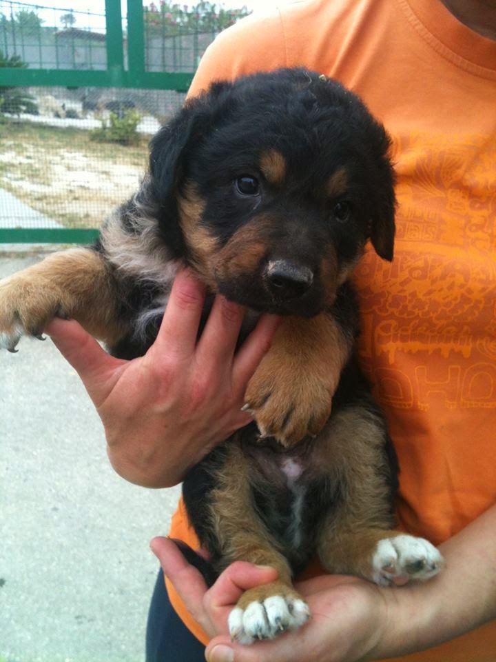Adotta un cane a Siracusa Cuccioli incrocio pastore tedesco in regalo a Siracusa Adotta un cane a Siracusa Cuccioli incrocio pastore tedesco in regalo a Siracusa
