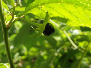 atropa belladonna