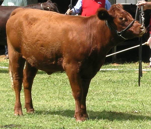 red poll cattle, about red poll cattle, red poll cattle breed, red poll cattle behavior, red poll cattle breed info, red poll cattle breed facts, red poll cattle care, caring red poll cattle, red poll cattle color, red poll cattle characteristics, red poll cattle coat color, red poll cattle facts, red poll cattle for milk, red poll cattle for meat, red poll cattle history, red poll cattle info, red poll cattle images, red poll cattle milk, red poll cattle meat, red poll cattle origin, red poll cattle photos, red poll cattle pictures, red poll cattle rarity, raising red poll cattle, red poll cattle size, red poll cattle temperament, red poll cattle uses, red poll cattle weight