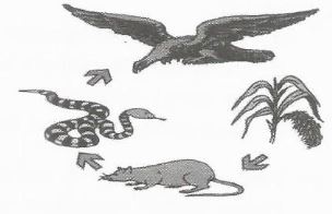 Contoh Soal Tryout Usbn Ipa 2020 Lengkap Dengan Kunci Jawaban Contoh Ke 1 Sdn Ratujaya 1