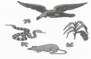 Contoh Soal Tryout Usbn Ipa 2020 Lengkap Dengan Kunci Jawaban Contoh Ke 1 Sdn Ratujaya 1