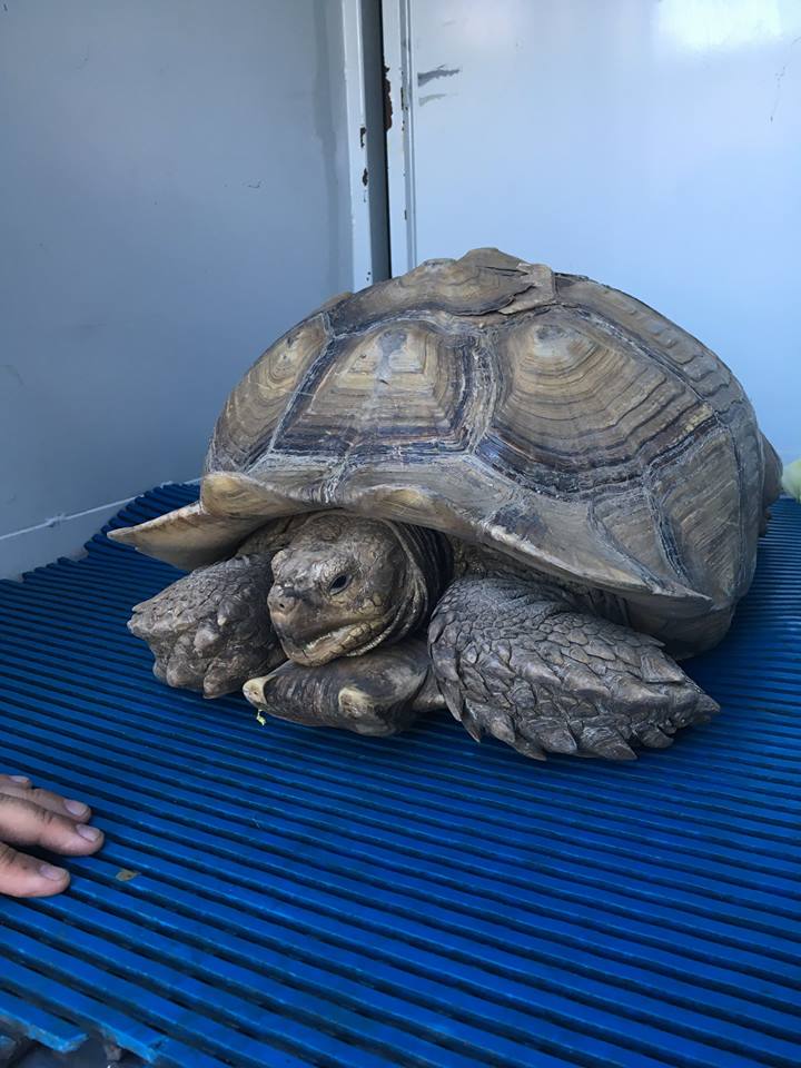 Terrie B's Blog lost turtle