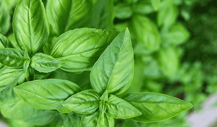 Myriad Benefits of Basil Leaves You Must Know