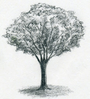 Persiapan dan Instruksi Tes Gambar Pohon dalam Psikologi_