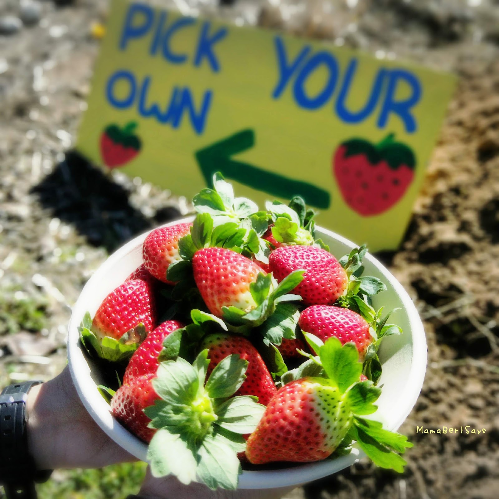 Travel • McMartin's Strawberry Farm, Sunshine Coast (June 2019)