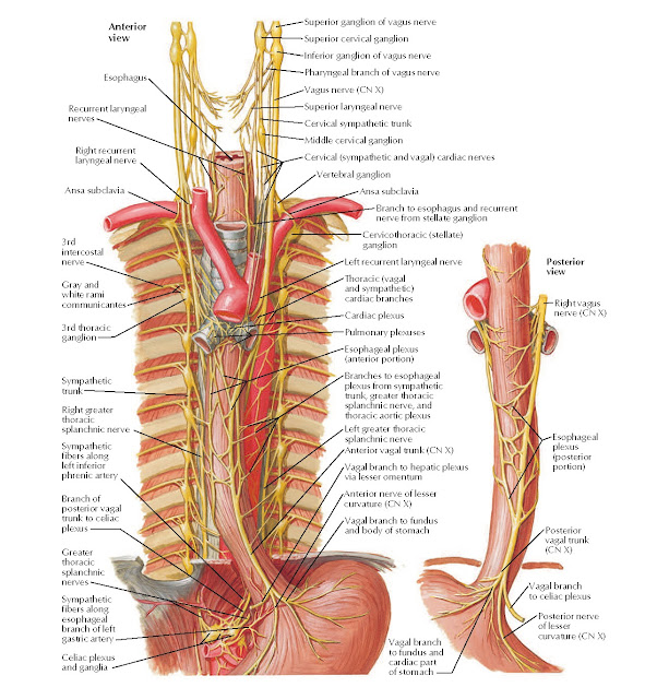 Nerves of Esophagus Anatomy