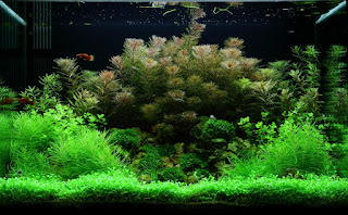 Tanaman Karpet Aquascape Glossostigma