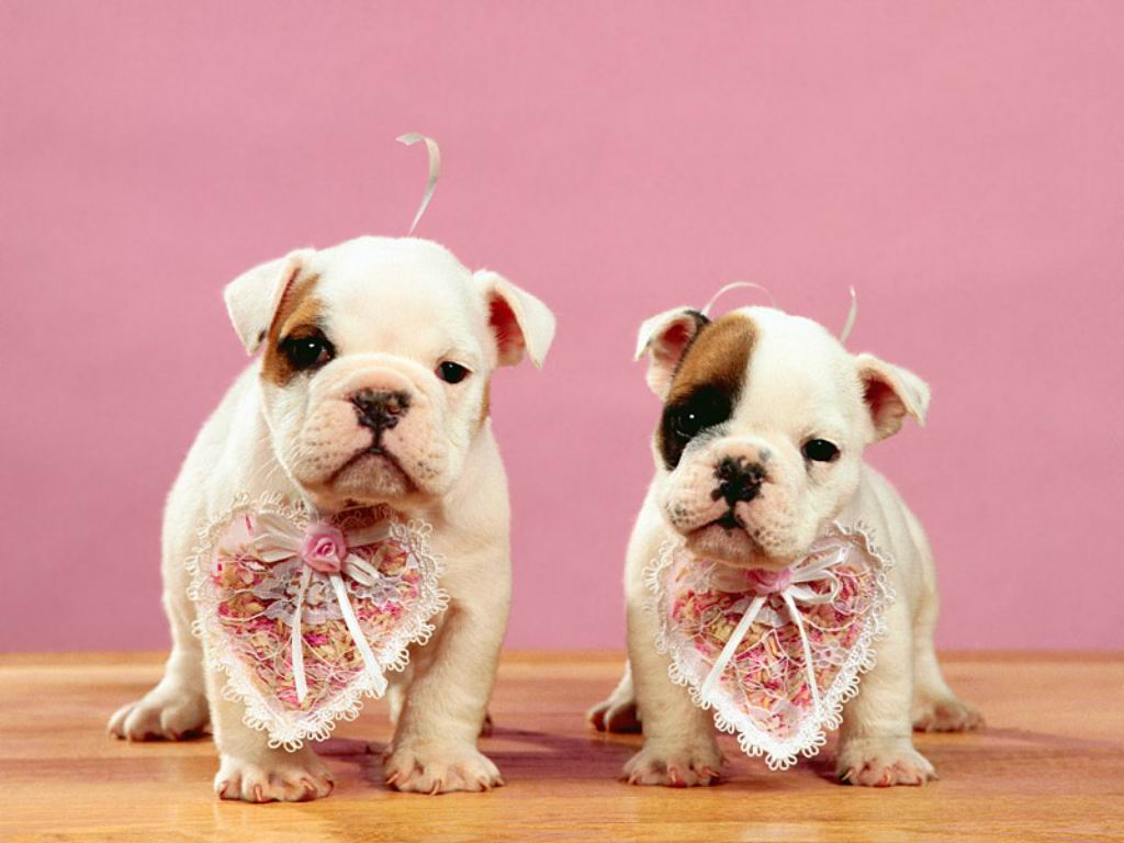http://1.bp.blogspot.com/-ydOWsADNhVY/T3leulCrqKI/AAAAAAAAANo/_6pEDnnrfJU/s1600/cute-Dogs-wallpapers-images+%284%29.jpg