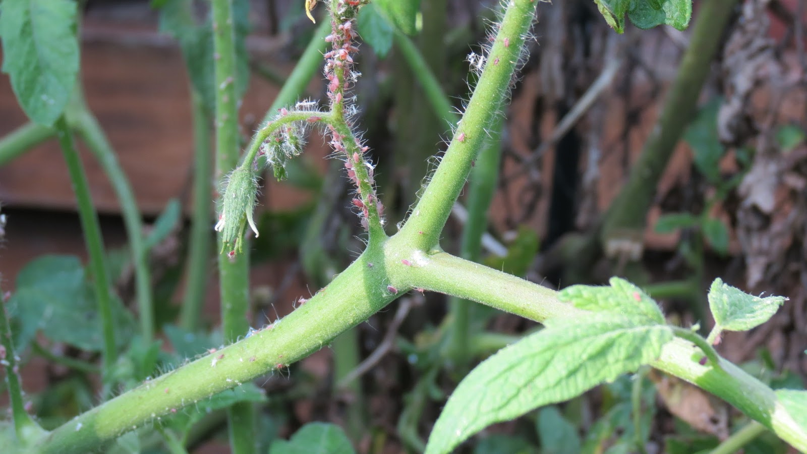 The Rusted Vegetable Garden