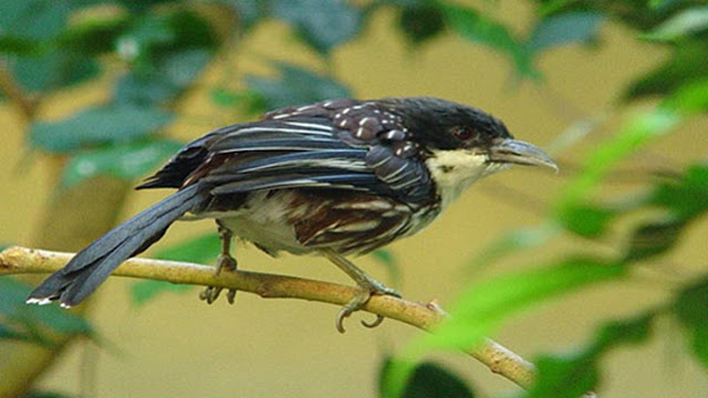 Burung Cendet Matahari Merupakan Jenis Burung Endemik Yang Di Lindungi