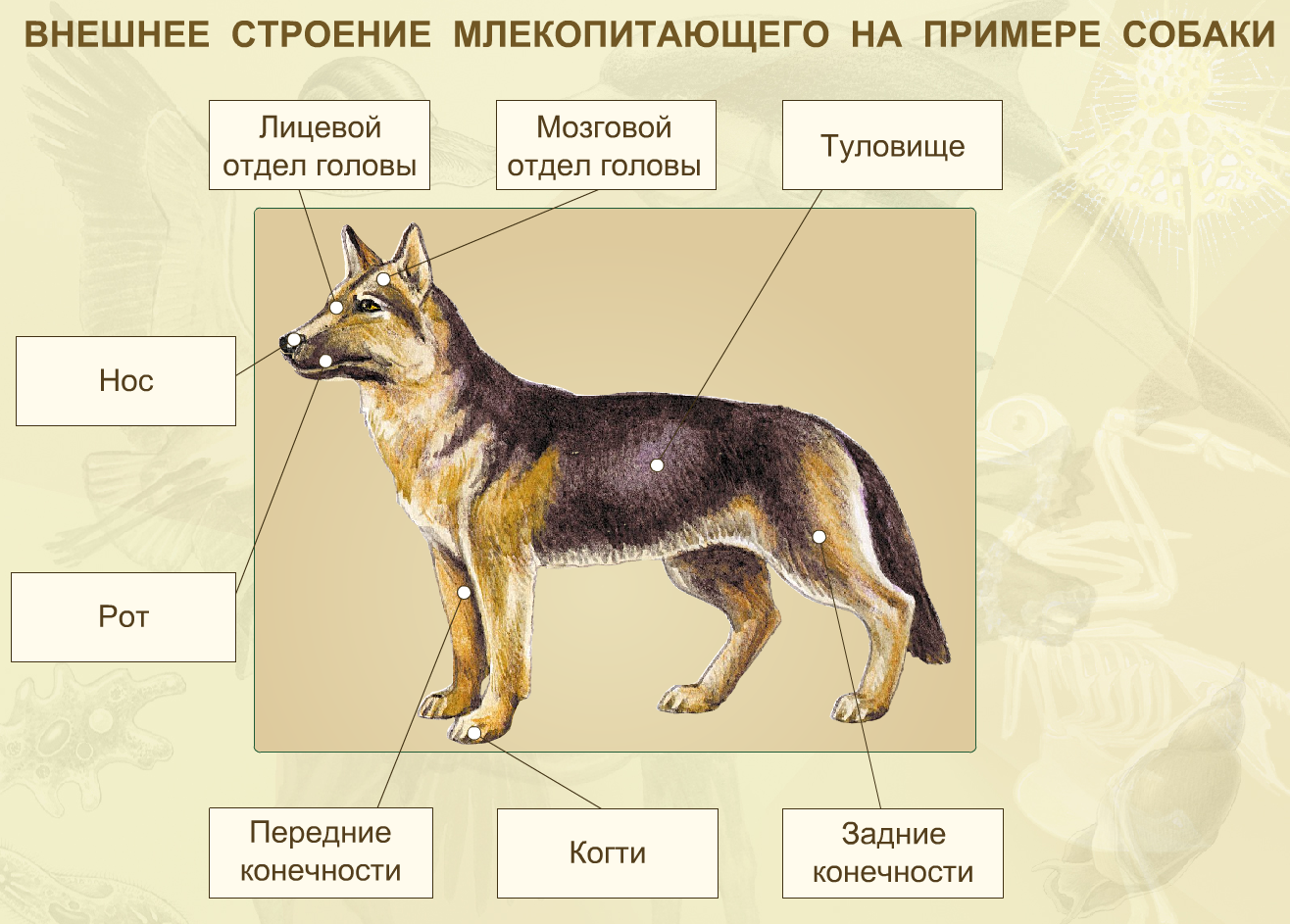 Внешнее строение млекопитающих таблица
