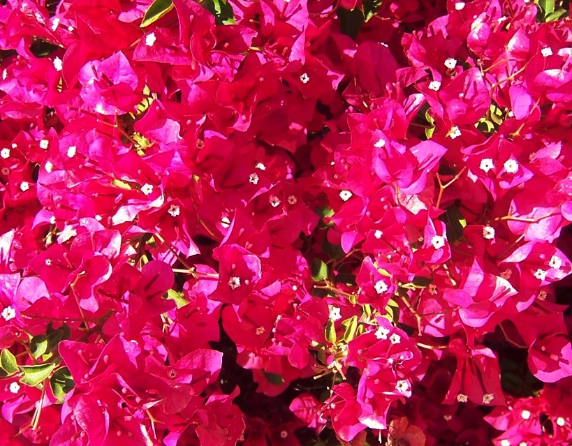 The 2 Minute Gardener: Photo - Bougainvillea &lsquo;San Diego Red&rsquo;
