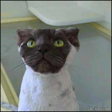 Funny Cat GIF • Adorable cat having skin problems. The vet advised to shave his furr. Now he looks like a Pug-cat or a Monkey Funny Cat GIF • Adorable cat having skin problems. The vet advised to shave his furr. Now he looks like a Pug-cat or a Monkey