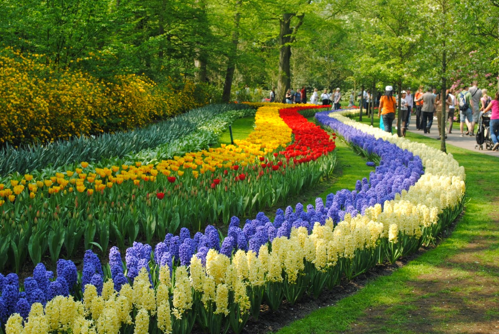 1000 Motivos Pra Viajar: Os Campos de Tulipas da Holanda...