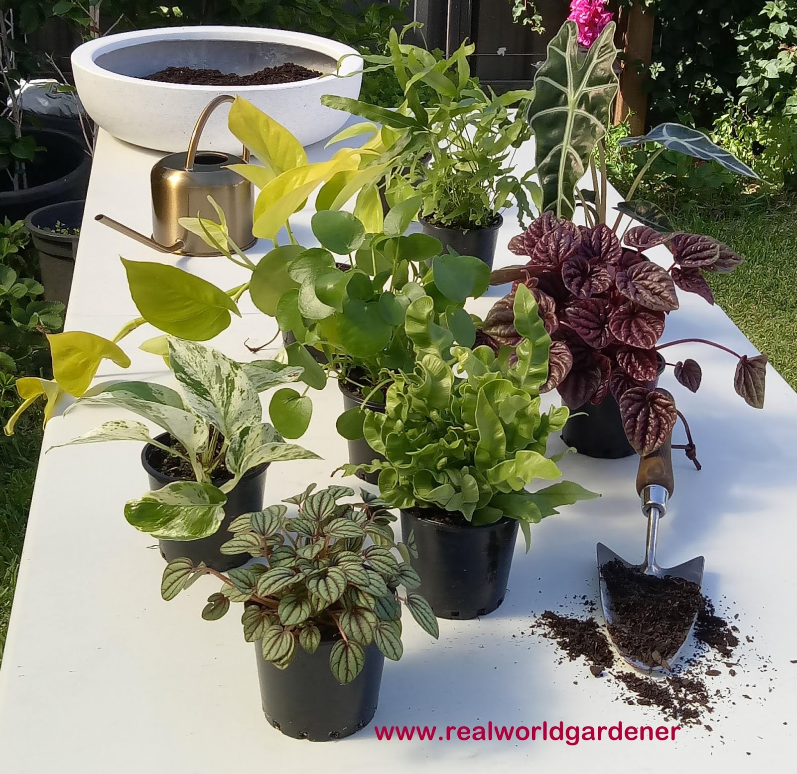 Viburnum The Love Of A Shrub In The Winter The Daily Hoe