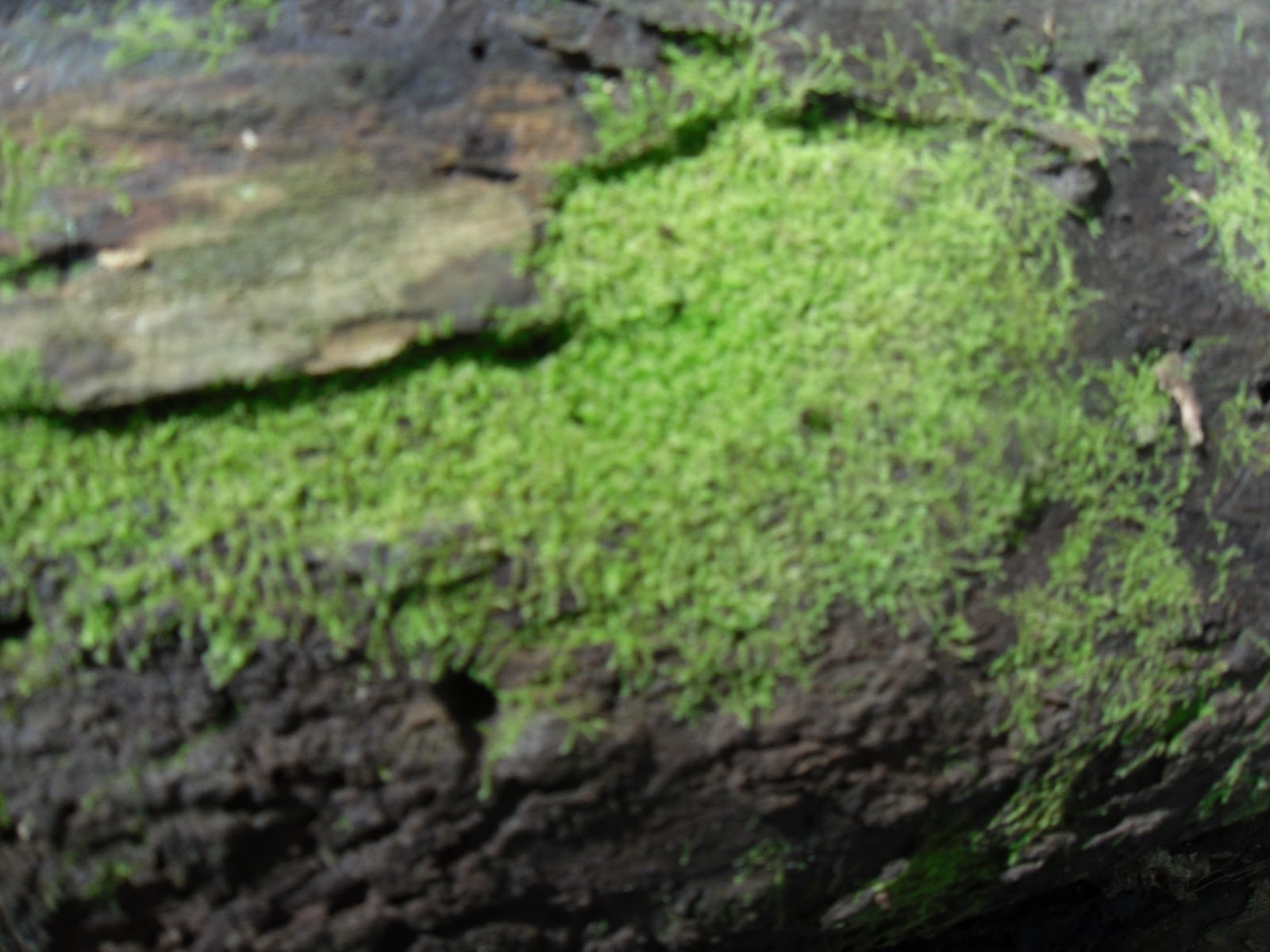 Kelcie's NonVascular Plant Blog Specimen 3 Leafy Liverwort