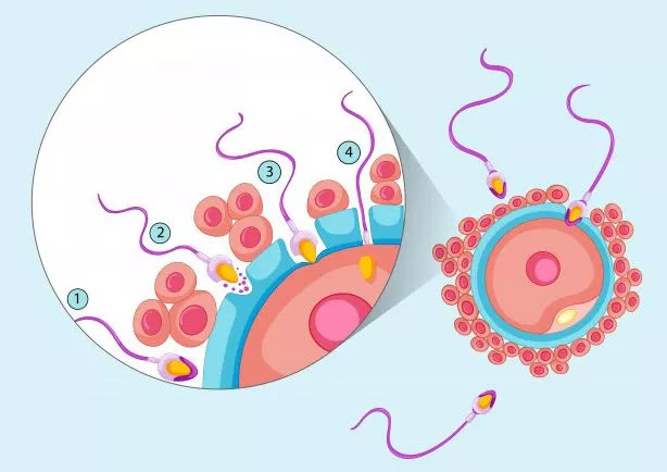 reproduction-sperm-2nd-week-pregnant-week reproduction-sperm-2nd-week-pregnant-week