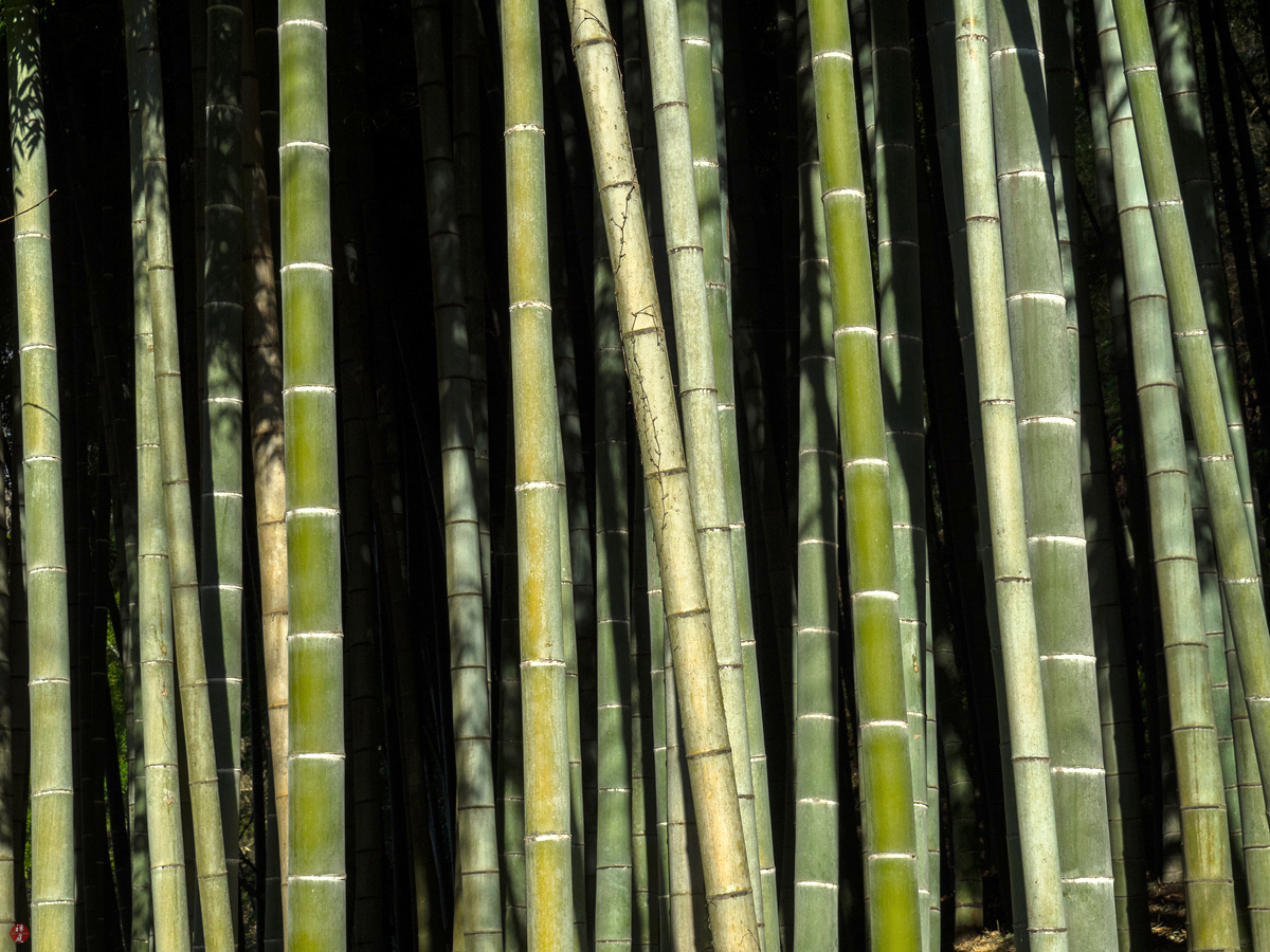 FROM THE GARDEN OF ZEN Bamboo grove Jochiji