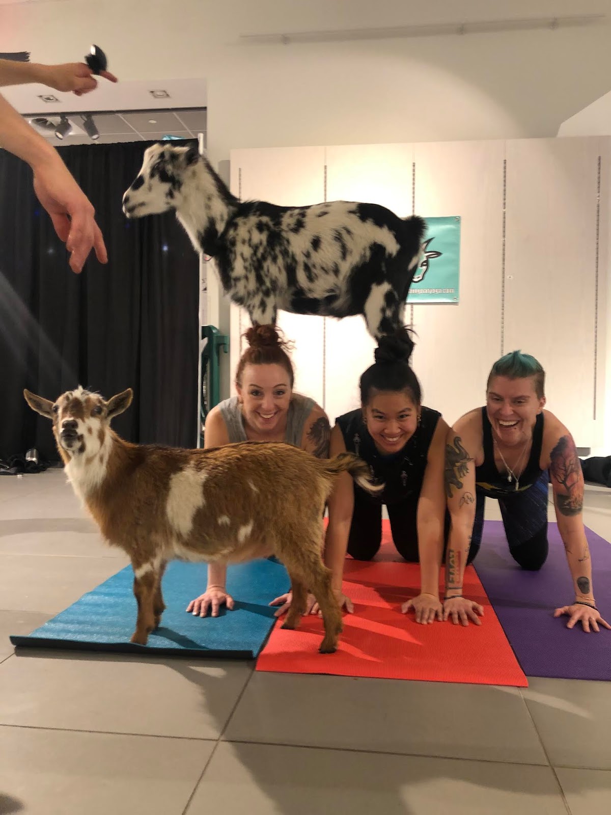 A New Day Goat Yoga