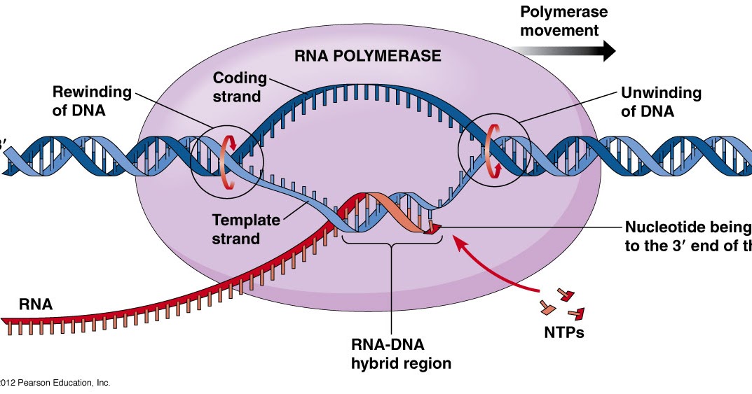Создание транскрипции. ДНК-зависимая РНК-полимераза. ДНК зависимые РНК полимеразы. РНК зависимая РНК полимераза. РНК полимераза биохимия.