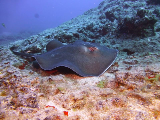 Runder Stechrochen – Taeniura grabata © Olivier Schmied 03