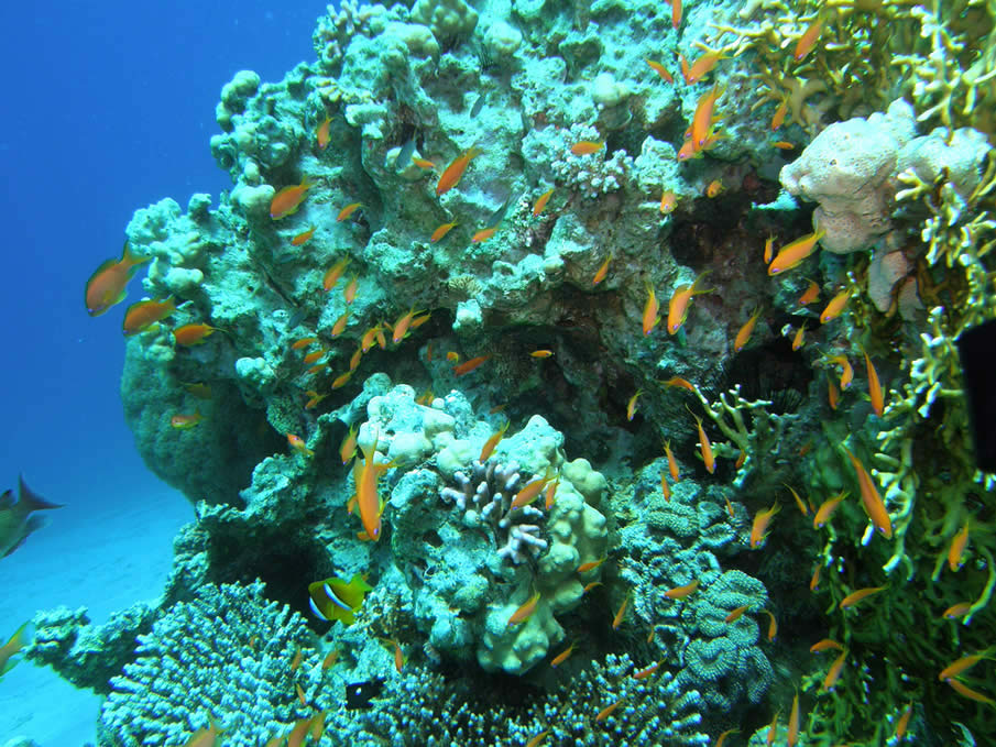 Coral 7. Акаба коралловый риф. Иордания – Акаба (дайвинг круглый год, коралловые рифы). Красное море дайвинг Акаба. Акаба море кораллы.