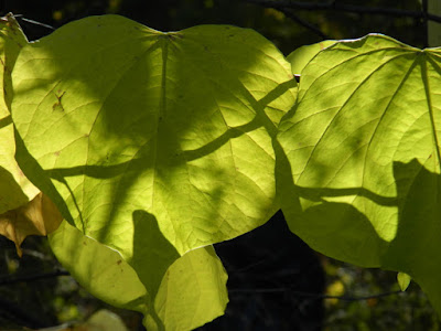 Eastern redbud Cercis canadensis autumn foliage Toronto Botanical Garden by garden muses-not another Toronto gardening blog