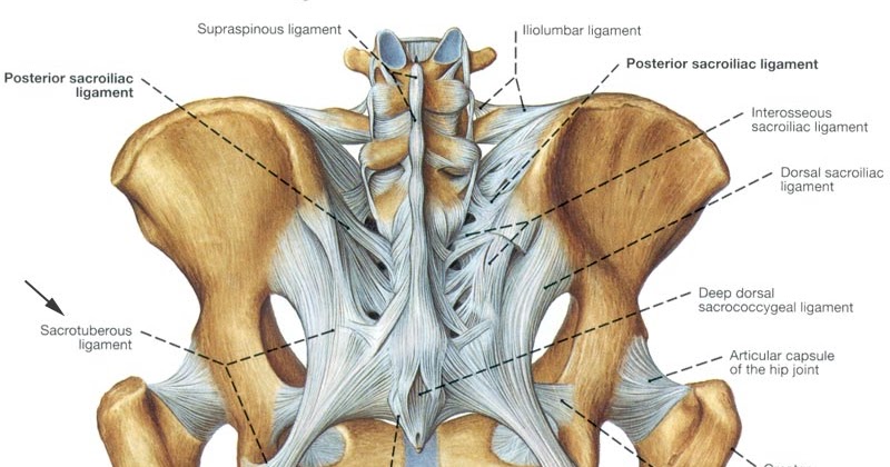 MIDWIFE WANNA BE Anatomi panggul wanita pembentuk, fungsi dan jenisnya