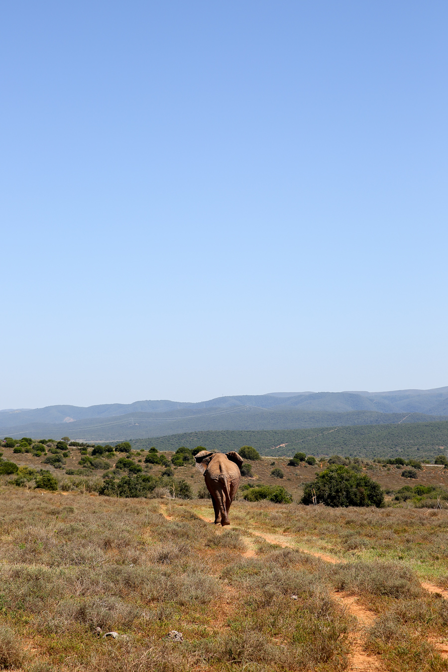Travel Guide, South Africa, Addo Elephant Park