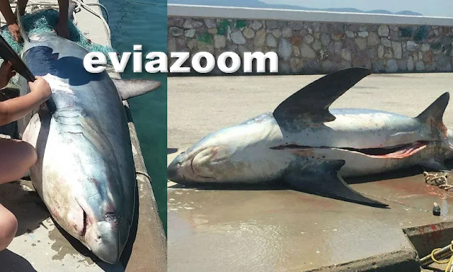 Ερέτρια: Απίστευτη ψαριά! Έπιασαν λευκό καρχαρία 200 κιλών, μήκους 4 μέτρων! (ΦΩΤΟ)