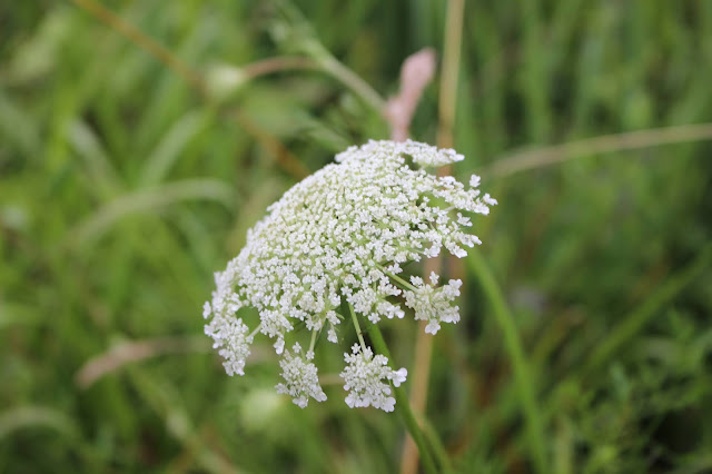 Close up White bloom of Queen Anne's lace flower