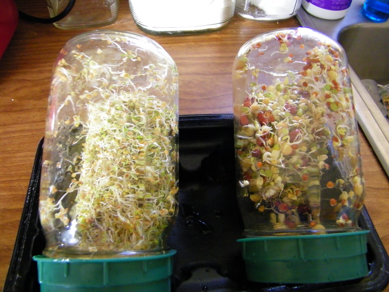 a Paisley Sunflower Growing your own Sprouts