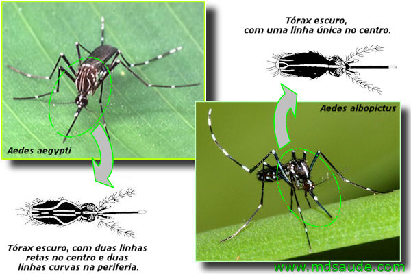 Diferenças ente o Aedes aegypti e o Aedes albopictus