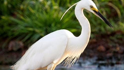 Egret Birds