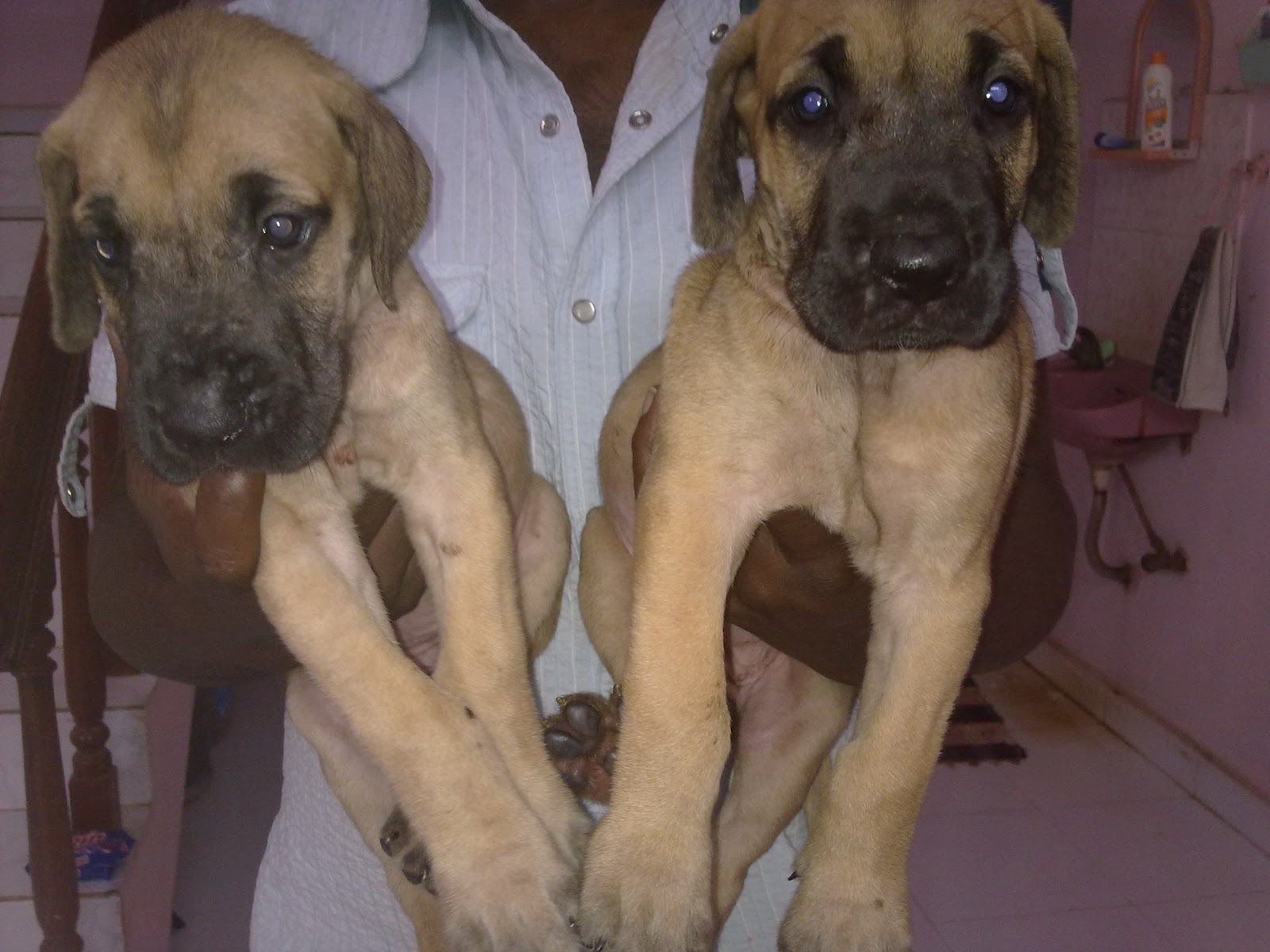 great dane puppies great dane puppies sale in chennai