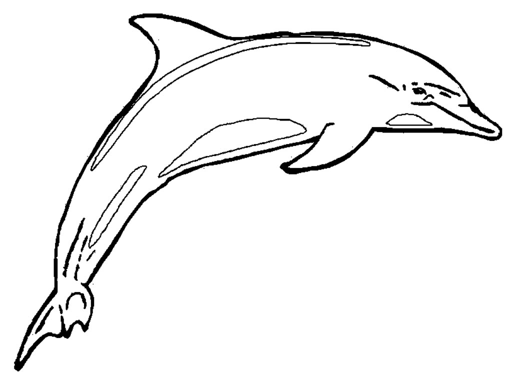 Dolphins Coloring Pages Realistic Realistic Coloring Pages