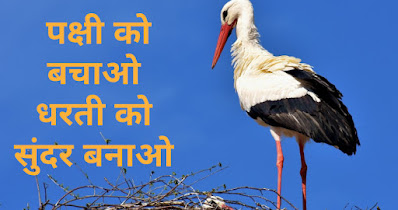 Save Birds Slogan In Hindi