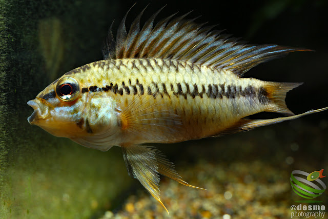 Apistogramma sp. pacman (sp. D12) / 2016