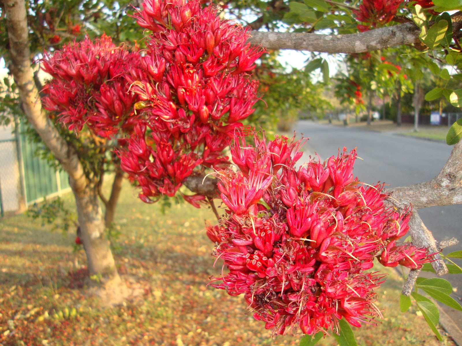 Street Trees of Brisbane Drunken Parrot Tree