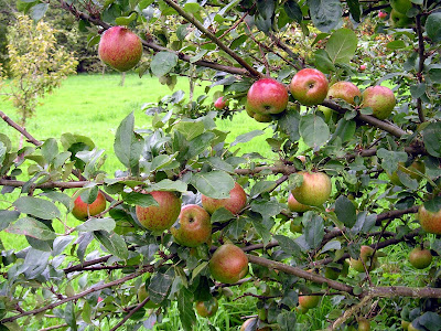 A closer look at the fruit on an apple tree