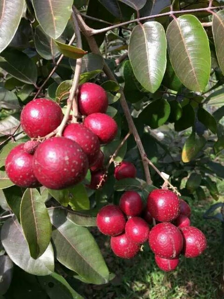 Bibit tanaman kelengkeng merah red ruby longan Pekanbaru