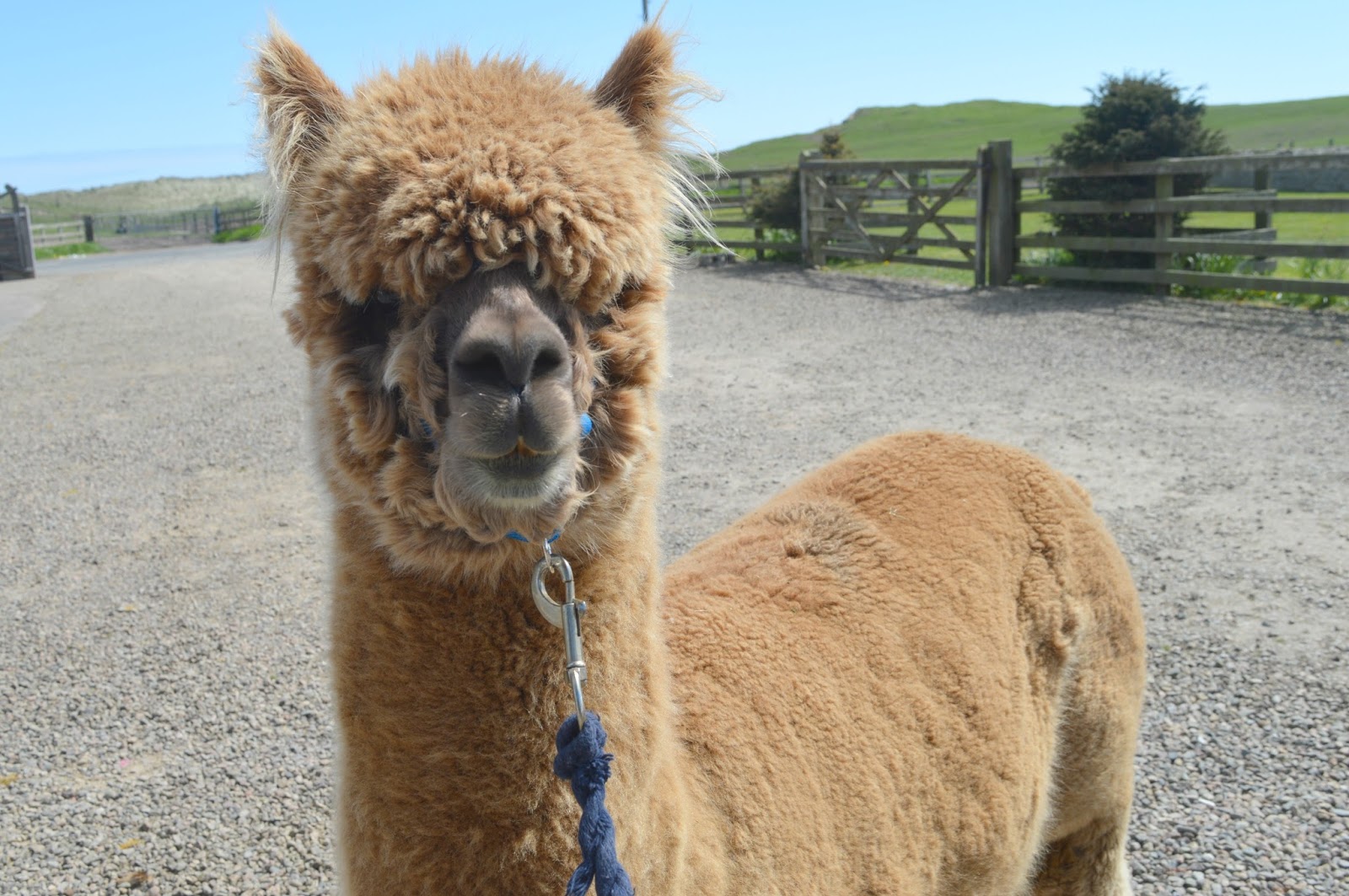 Alpaca Walking in Northumberland New Girl in Toon