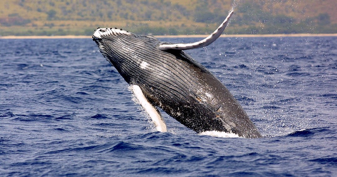 15 Interesting Facts About Humpback Whales