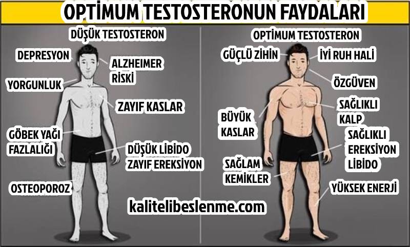 testosteron ne işe yarar