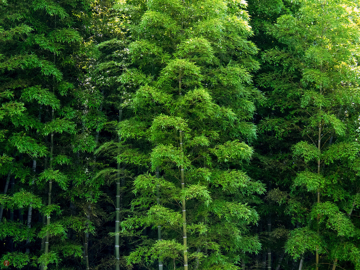 FROM THE GARDEN OF ZEN Bamboo grove Kenchoji