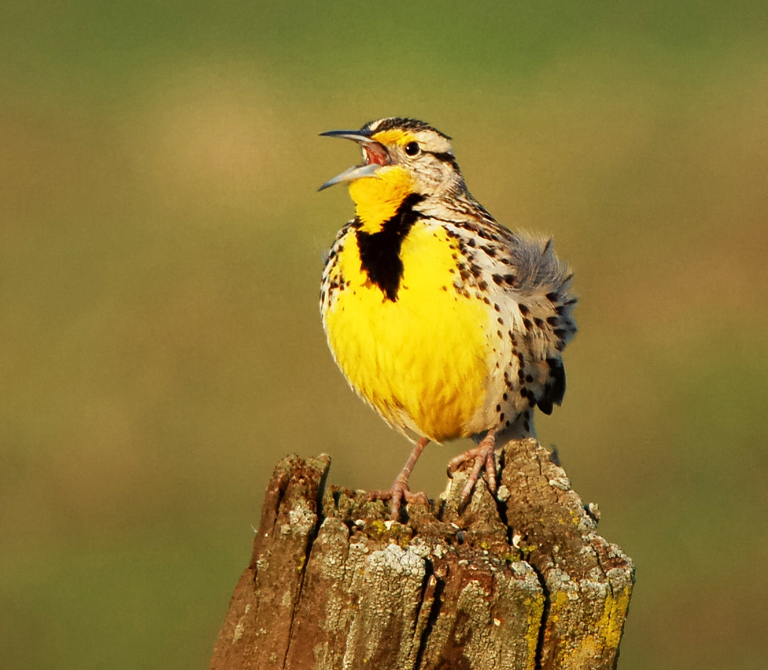 Birds Western Meadowlark