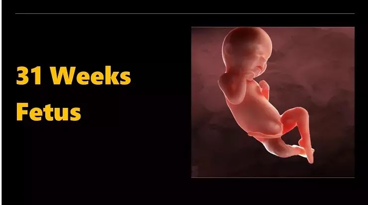 32 weeks fetus growth In Hindi