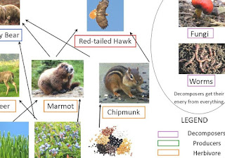 My Reference: Grizzly Bear - Diet Of A Bear