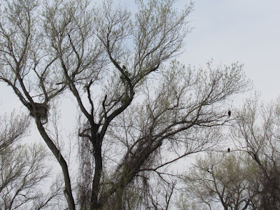 northern california birdwatching